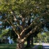 Bay Citizen’s Group Tackles Tree Canopy Loss