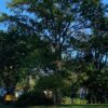 Healthy Trees, Healthy Bodies, Healthy Minds
